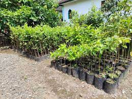 Bibit Buah buahan